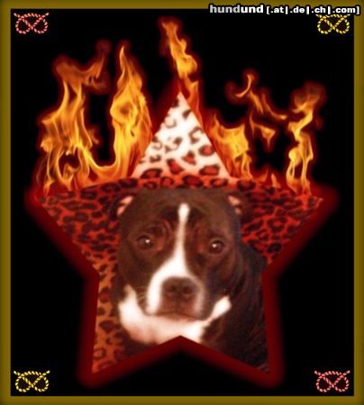 Staffordshire Bullterrier Hunde Foto 13516 Staffordshire Bullterrier Eddie, my flaming star!