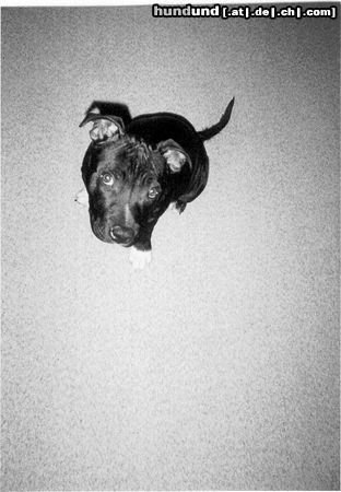 Staffordshire Bullterrier Hunde Foto 4096 Staffordshire Bullterrier floyd