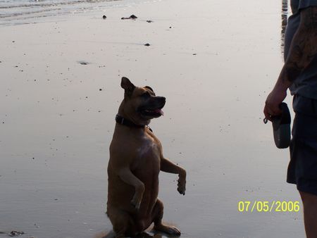 Staffordshire Bullterrier Man gib schon her.....