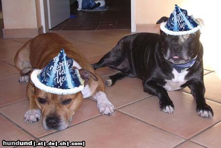 Staffordshire Bullterrier Hunde Foto 17312 in höherer Auflösung ansehen Staffordshire Bullterrier Wünsche alles Staffbull ein guten Rutsch