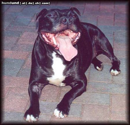 Staffordshire Bullterrier Hunde Foto 11163 Staffordshire Bullterrier Brenda