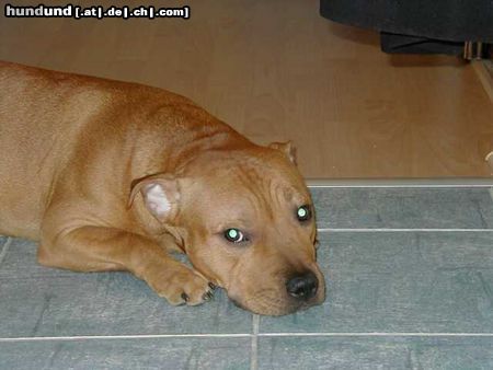 Staffordshire Bullterrier Hunde Foto 3179 Staffordshire Bullterrier