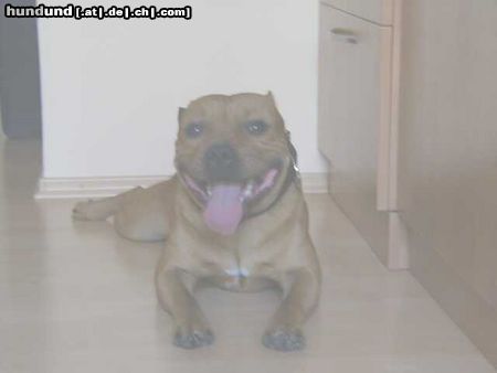 Staffordshire Bullterrier Hunde Foto 9925 Staffordshire Bullterrier Gio