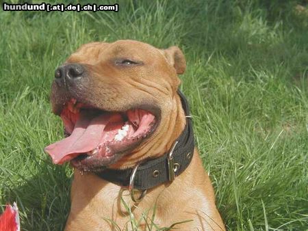 Staffordshire Bullterrier Gio