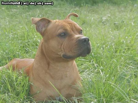 Staffordshire Bullterrier Hunde Foto 3631 Staffordshire Bullterrier Gio