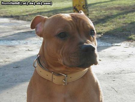 Staffordshire Bullterrier Hunde Foto 2886 Staffordshire Bullterrier This is Gio, 9 monaten alt