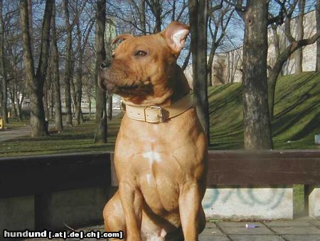 Staffordshire Bullterrier Hunde Foto 6430 Staffordshire Bullterrier