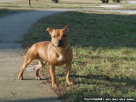 Staffordshire Bullterrier Hunde Foto 2999 Staffordshire Bullterrier Gio