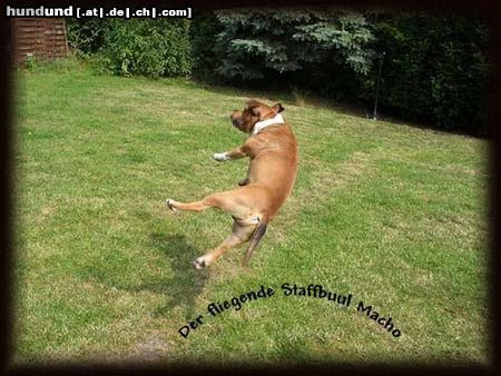 Staffordshire Bullterrier Hunde Foto 10381 Staffordshire Bullterrier Juhu es ist endlich Sommer