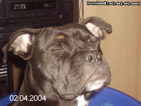 Staffordshire Bullterrier Hunde Foto 24713 Staffordshire Bullterrier HONEY - ach,bin ich müde...