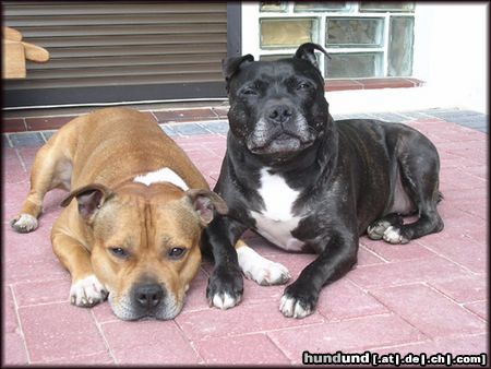 Staffordshire Bullterrier Hunde Foto 10953 Staffordshire Bullterrier Seid 1999 ein unzertrennliches Paar