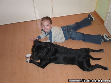 Staffordshire Bullterrier Hunde Foto 10926 Staffordshire Bullterrier Murphy und Denise