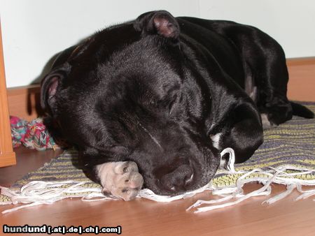 Staffordshire Bullterrier Hunde Foto 10886 Staffordshire Bullterrier Murphy