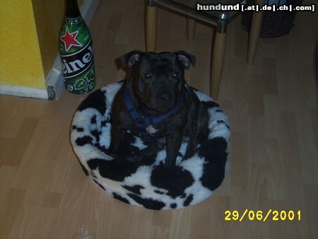 Staffordshire Bullterrier Hunde Foto 6410 Staffordshire Bullterrier Amadeus of Diamond Streamer