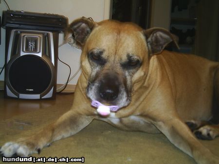 Staffordshire Bullterrier Hunde Foto 21238 Staffordshire Bullterrier püppy