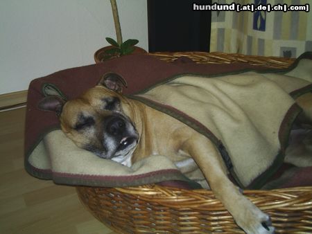 Staffordshire Bullterrier Hunde Foto 21714 Staffordshire Bullterrier Gute Nacht
