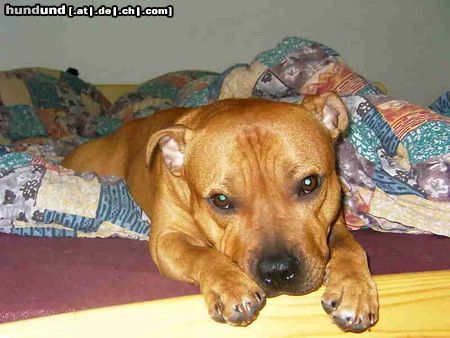 Staffordshire Bullterrier Hunde Foto 10902 Staffordshire Bullterrier