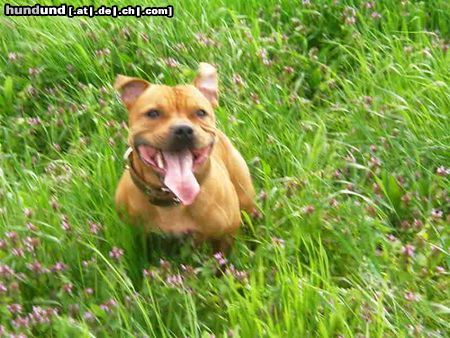 Staffordshire Bullterrier