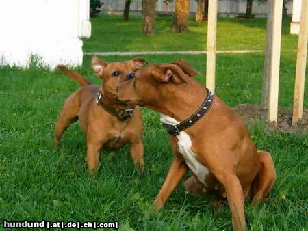 Staffordshire Bullterrier Hunde Foto 10905 Staffordshire Bullterrier