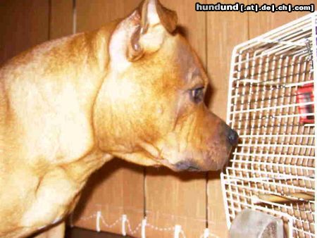 Staffordshire Bullterrier