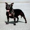 Staffordshire Bullterrier Foto: Mighty Lady vom Crown Hill (ID 962) Staffordshire Bullterrier Hund