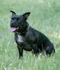 Staffordshire Bullterrier Foto: Mighty Lady vom Crown Hill (ID 963) Staffordshire Bullterrier Hund