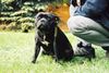 Staffordshire Bullterrier Foto: Angel (Ch.Cheerstaff No Retreat) (ID 8993) Staffordshire Bullterrier Hund