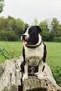Staffordshire Bullterrier Foto: Cyrano (Ch.Cheerstaff Pied Piper) (ID 8991) Staffordshire Bullterrier Hund