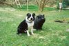 Staffordshire Bullterrier Foto: Ch.Cheerstaff Pied Piper(Cyrano)+Zwergschwein Britney (ID 5814) Staffordshire Bullterrier Hund