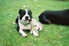 Staffordshire Bullterrier Foto: Ch.Cheerstaff Pied Piper(Cyrano)+Frettchen Krümel (ID 5813) Staffordshire Bullterrier Hund
