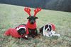 Staffordshire Bullterrier Foto: Wir wünschen euch Allen schöne Weihnachten und einen guten Rutsch! (ID 7000) Staffordshire Bullterrier Hund