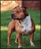 Staffordshire Bullterrier Foto: Unser Chef Macho (ID 13791) Staffordshire Bullterrier Hund