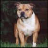 Staffordshire Bullterrier Foto: Unser Chef Macho (ID 13792) Staffordshire Bullterrier Hund