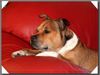 Staffordshire Bullterrier Foto: Machos Fernsehzeit (ID 24086) Staffordshire Bullterrier Hund