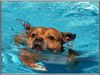 Staffordshire Bullterrier Foto: Der Schwimmer (ID 22782) Staffordshire Bullterrier Hund