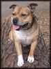 Staffordshire Bullterrier Foto: Der Macho 2004 (ID 9983) Staffordshire Bullterrier Hund