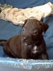 Staffordshire Bullterrier Hund