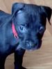 Staffordshire Bullterrier Foto: Hä? Was redest mit mir (ID 39811) Staffordshire Bullterrier Hund
