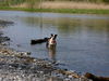 Staffordshire Bullterrier Hund