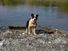 Staffordshire Bullterrier Hund