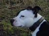 Staffordshire Bullterrier Foto: Name: Bulles (ID 3510) Staffordshire Bullterrier Hund