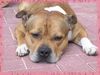 Staffordshire Bullterrier Foto: Der ''Macho'' (ID 10567) Staffordshire Bullterrier Hund