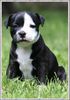 Staffordshire Bullterrier Foto: Buddystaff´s Big Bamboocha (ID 32374) Staffordshire Bullterrier Hund