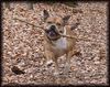 Staffordshire Bullterrier Foto: Oh ist der schwer der Stock (ID 14573) Staffordshire Bullterrier Hund