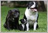 Staffordshire Bullterrier Foto: Mama,Tochter und Papa (ID 32375) Staffordshire Bullterrier Hund