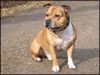 Staffordshire Bullterrier Foto: Mein feiner Kerl Macho (ID 14588) Staffordshire Bullterrier Hund