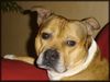 Staffordshire Bullterrier Foto: Was kuckst du (ID 18164) Staffordshire Bullterrier Hund