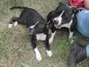 Staffordshire Bullterrier Foto: Eddie & Mama Shelly (ID 6859) Staffordshire Bullterrier Hund