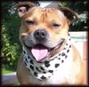 Staffordshire Bullterrier Foto: \'\'Mein Macho\'\' (ID 12667) Staffordshire Bullterrier Hund