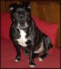 Staffordshire Bullterrier Foto: Hündin Brenda (ID 18165) Staffordshire Bullterrier Hund